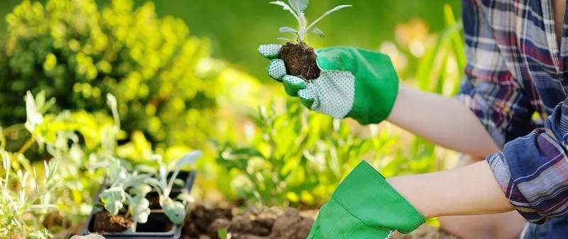 Odkryj najlepszą książkę o ogrodnictwie, która odmieni Twój zielony zakątek