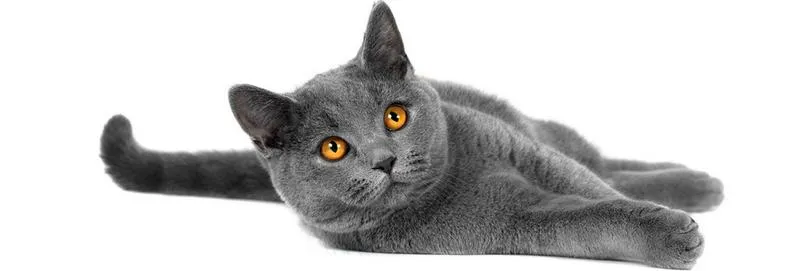 Koty w literaturze dziecięcej